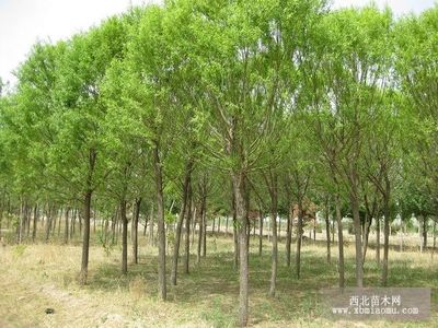 旱柳、絳柳、龍爪柳的生物特性與綜合養(yǎng)殖技術(shù)及種植咨詢(xún)指南